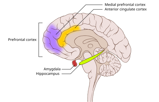 Overview illustration of neurofeedback training protocols