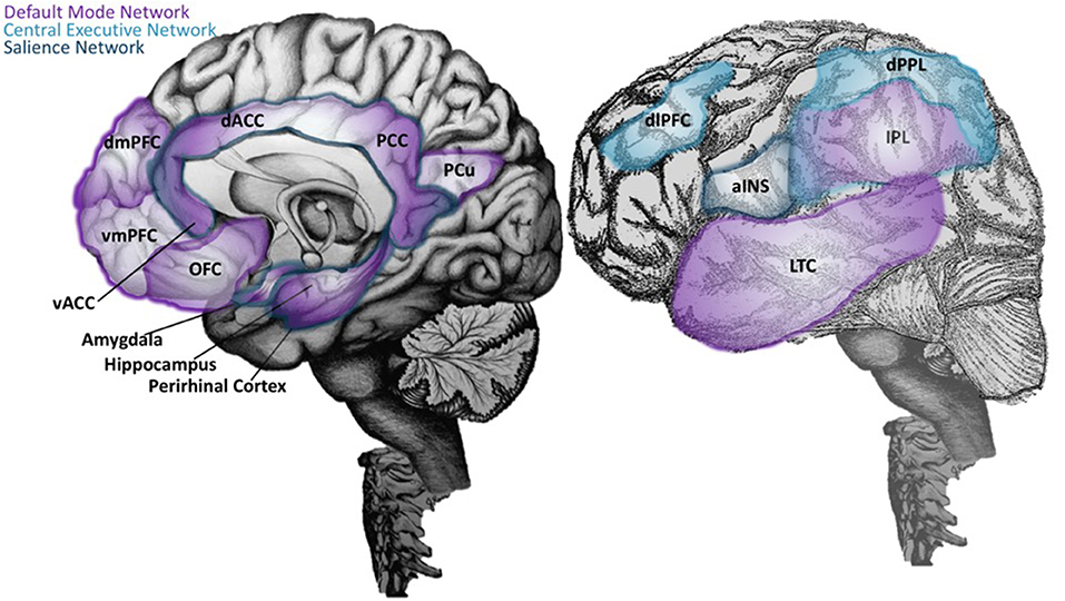 Illustration accompanying the discussion of the Central Executive Network