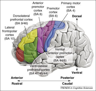 Illustration accompanying the discussion of transient hypofrontality
